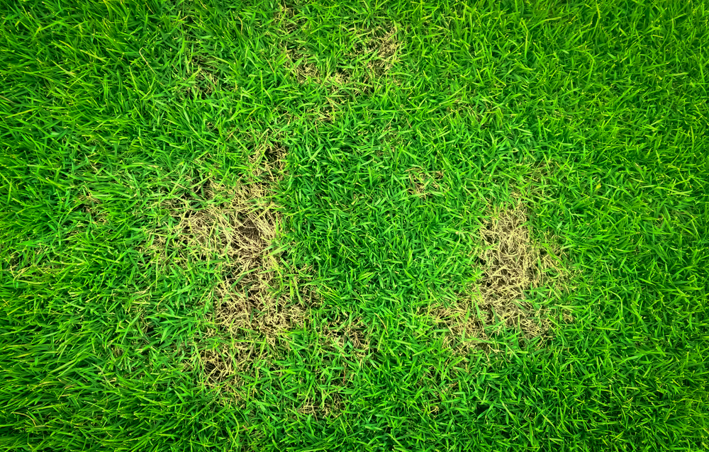 Green,and,yellow,grass,texture,brown,patch,is,caused,by