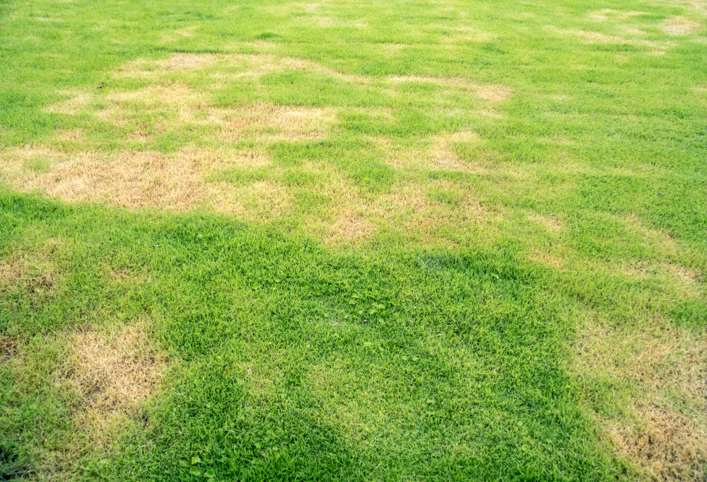 Top Signs It’s Time to Hire a Lawn Mowing Service in League City