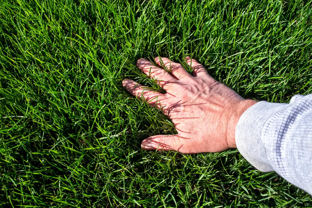 Mulching Services in League City