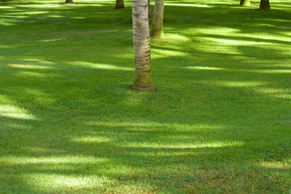 Maintained lawn after professional mowing service in Webster, TX