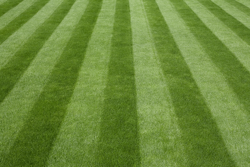 Maintained League City lawn receiving weekly mowing service