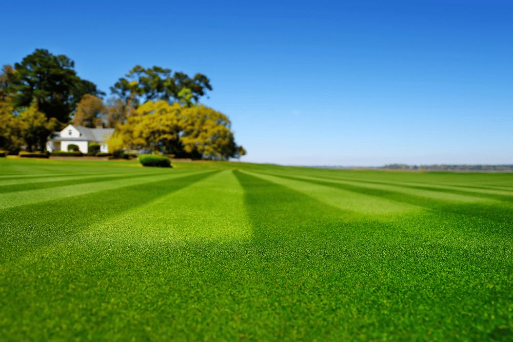 Weekly lawn mowing at a residential property in Webster, TX
